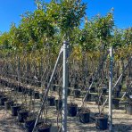 Červienka Fraserova (Photinia × fraseri) ´COMPACTA´ - 200-220 cm, kont. C35L - VIACKMENNÝ, PLETENÝ KMEŇ